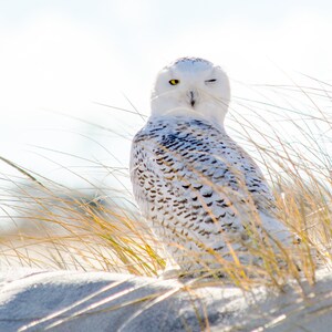 Snowy Owl,Owl photo,Snowy Owl Art,Nature Print,Hedwig photo,Wildlife Photography,Owl Print,Owl Art,Nature photo,Beach Art
