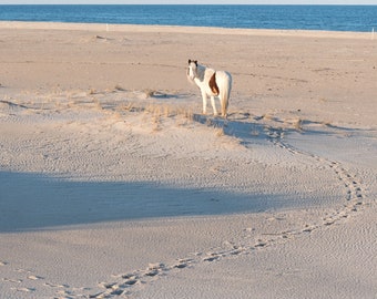 Bodacious Bob Footprints, Assateague Island, Wild Stallion, Memorial