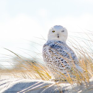 May include: A snowy owl with yellow eyes is perched in tall grass, one eye is closed as if winking. The owl is white with brown and black markings. The background is a blurry white.