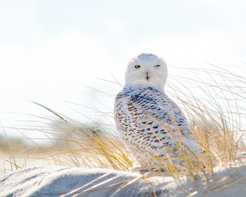 May include: A snowy owl with yellow eyes is perched in tall grass, one eye is closed as if winking. The owl is white with brown and black markings. The background is a blurry white.