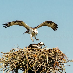 May include: An osprey with outstretched wings descends towards a nest made of twigs and branches, another osprey rests inside. The birds have brown and white plumage, set against a clear blue sky. The image is a nature photograph.
