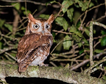 Owl Photo, Owl Print, Owl Art, Nature Print, Bird Picture, Bird Photography, Wildlife Photo, Eastern Screech Owl, Nature Photo, Wild Owl,