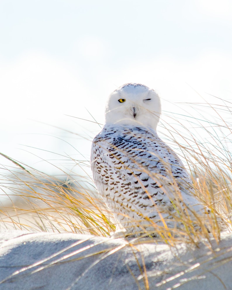 May include: A snowy owl with white and gray feathers is perched in tall grass. The owl has one yellow eye open and the other eye closed, as if it is winking. The owl is facing to the right of the image.