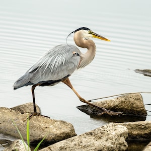 Great Blue Heron Photography, Heron Wall Art, Wildlife Wall Decor, Heron in Water, Nature Wall Art, Bird, Father&#39;s day gift, Nature lover