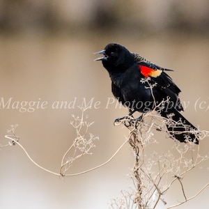 Red winged blackbird, Songbird, Blackbird art, Bird art, Nature photo, Wildlife photo, Mother&#39;s Day, Birthday gift, Wall art, Singing bird