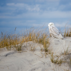 Snowy Owl, Assateague Island Visitor, Owl on Dunes, Hedwig, Full color 8x10 matte finish