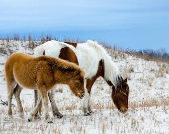 May include: Two horses grazing in a snowy field. One horse is brown and the other is white with brown patches. The horses are standing in a field of tall grass.