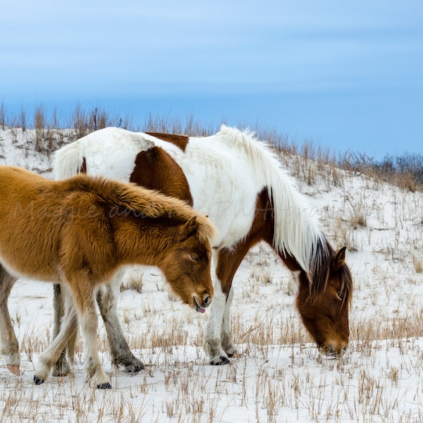 Assateague ponies - Johnny's Star and Moonshadow on the dunes of Assateague Island National Park, Moonshadow born 8/21/17 during the eclipse