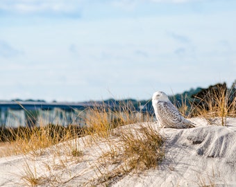 Owl photo,Snowy Owl Art,Nature Print,Wildlife Photography,Hedwig photo,Hedwig,Owl Print, Owl Art, Nature photo, White Owl, Assateague