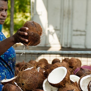May include: A woman in a blue floral dress holds a brown coconut, while a large metal basket filled with coconuts sits in front of her.