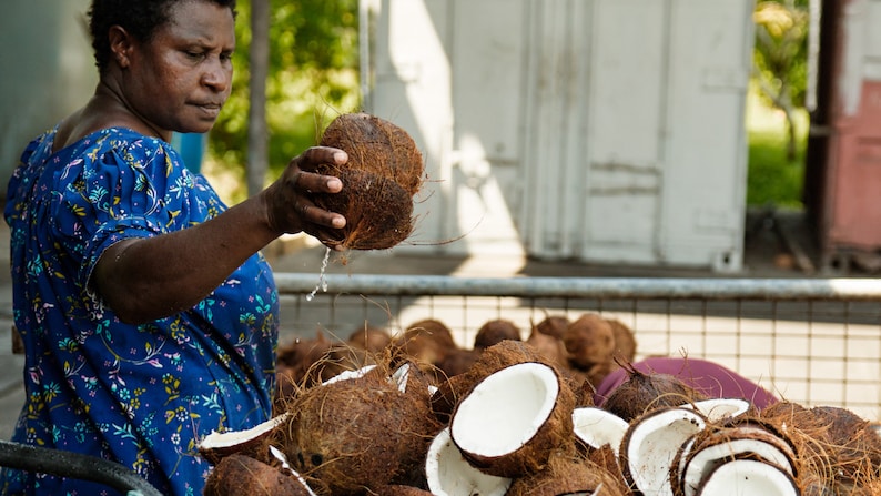 May include: A woman in a blue floral dress holds a brown coconut, while a large metal basket filled with coconuts sits in front of her.