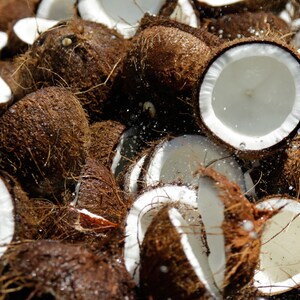 May include: A pile of brown coconuts, some of which are cracked open, revealing the white flesh inside. The coconuts are wet and appear to have been recently washed.