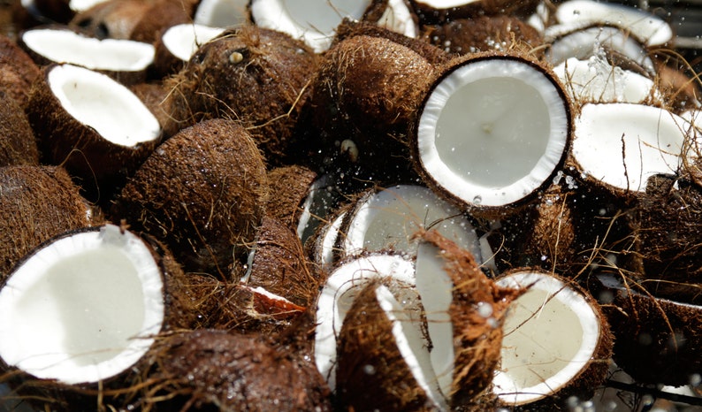 May include: A pile of brown coconuts, some of which are cracked open, revealing the white flesh inside. The coconuts are wet and appear to have been recently washed.