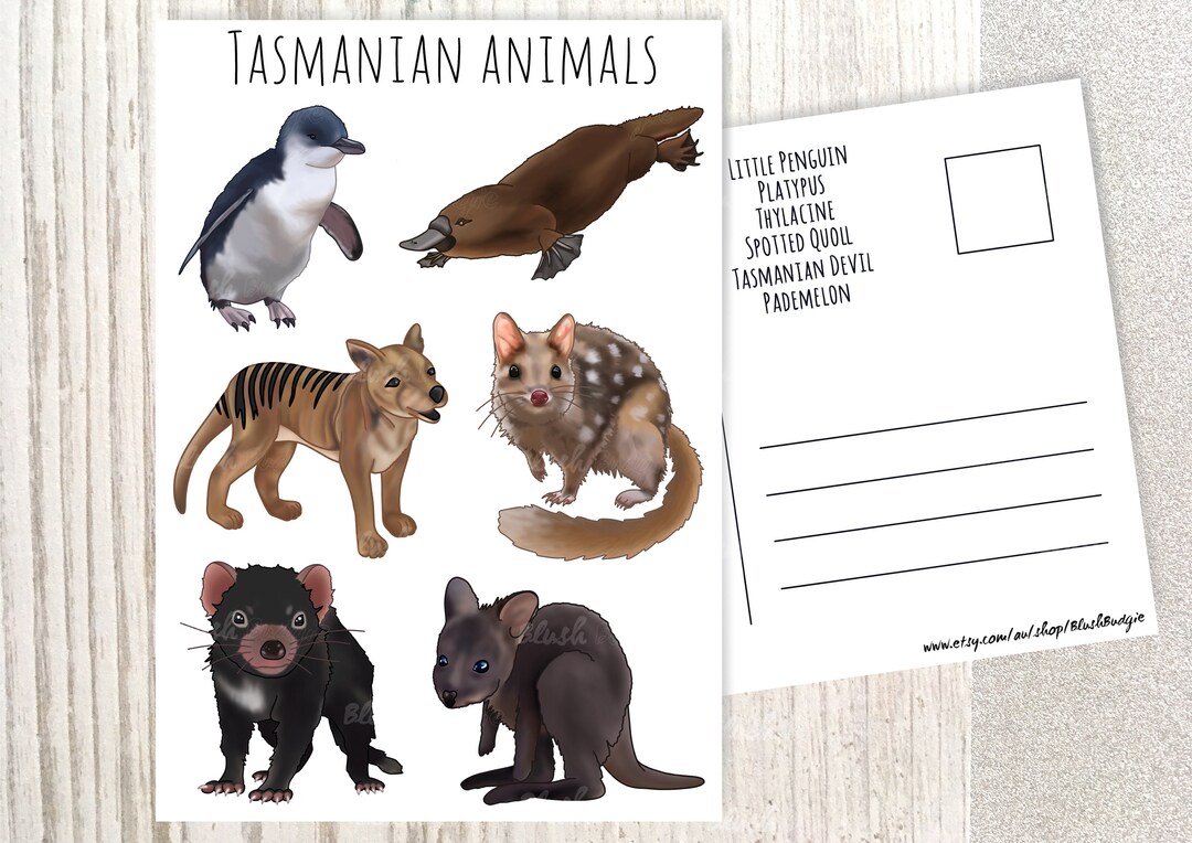 Tasmanian Postcard Tasmania Postcard Australian Postcard Etsy Australia