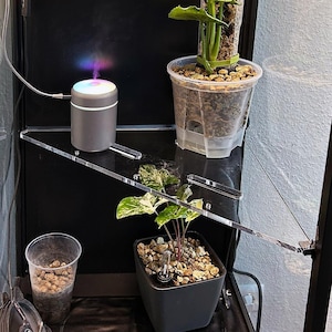 Può includere: Un terrario di vetro con diverse piante, tra cui una pianta verde a foglie in un vaso rosso, una pianta bianca in un vaso trasparente e una pianta rampicante verde in un vaso trasparente. C'è un piccolo umidificatore su uno scaffale e un altoparlante nero sul fondo.