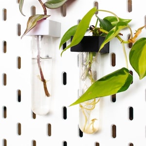 May include: Two glass test tubes with plants, mounted on a white pegboard. One tube has a white holder, the other a black holder. The plants have green and variegated leaves. The pegboard has evenly spaced oval holes.