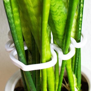 Peut inclure: Plante serpent dans un pot blanc, avec de longues feuilles vertes et des marques jaune-vert. Un anneau de support de plante blanc entoure les tiges. Le pot est en céramique blanche.