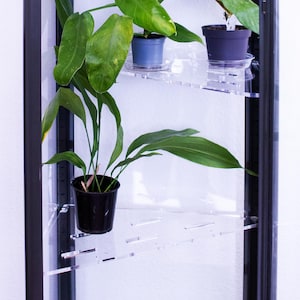 May include: A black display cabinet with clear shelves, showcasing potted plants with large, green leaves. The cabinet is set against a white wall. The plants are in pots.