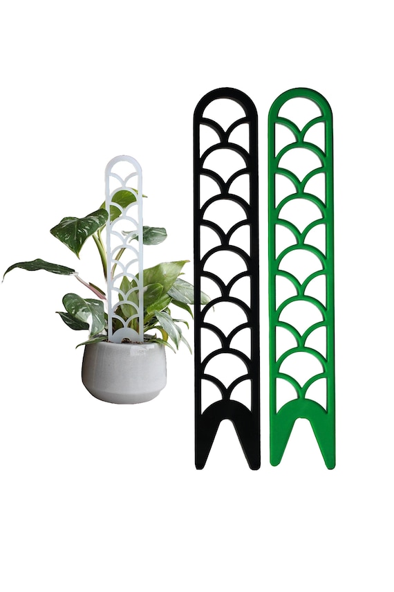 zimmerpflanze schmal Monstera Tiwintza Schmal | Seltene Zimmerpflanze