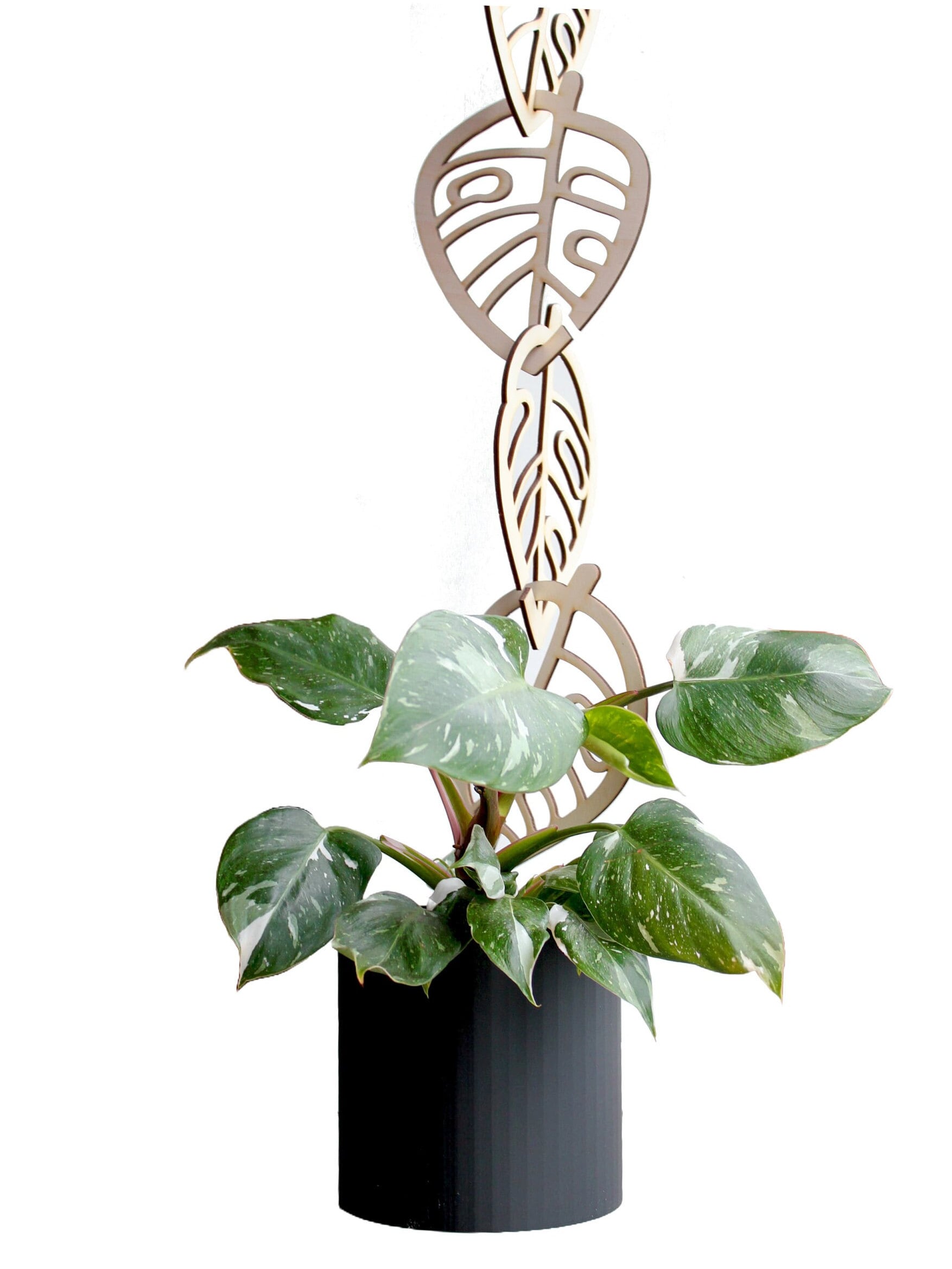 goldfruchtpalme topf Goldfruchtpalme online bestellen