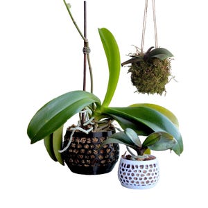 Puede incluir: Una colección de tres orquídeas. Una orquídea grande en una maceta negra de rejilla, una orquídea más pequeña en una maceta blanca de rejilla y una orquídea colgante estilo kokedama envuelta en musgo verde con un cordel fino.