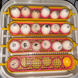 Könnte beinhalten: Ein Eier-Inkubator-Tablettsystem mit vier gelben und pinken Kunststoffgestellen, die mehrere weiße und hellbraune Eier halten. Jedes Ei ist mit handgeschriebenen schwarzen Buchstaben wie BS, LC, MC und JT markiert. Die Basis ist weiß.