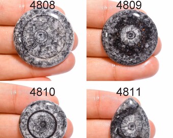 Black Coral Gemstone Cabochon-Black Coral Cabochon-Natural Black Coral Smooth Pear Cabochon-21x14x7 MM-High Quality-Wholesalegems-BS11059