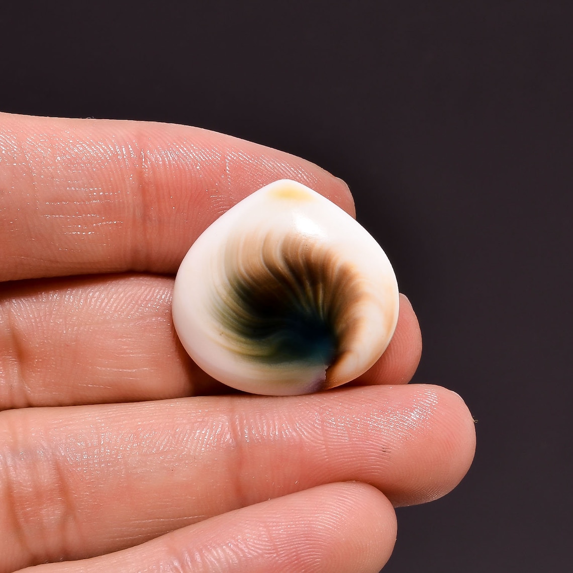Shiva Eye Shell Gemstone Heart Shape Loose Shiva Eye Shell Etsy