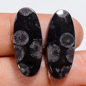 Puede incluir: Dos cabujones de forma ovalada de coral f&oacute;sil negro con patrones radiales circulares distintos en blanco y gris. Las piedras tienen una superficie lisa, pulida y reflectante, que muestra la estructura org&aacute;nica natural del coral fosilizado.
