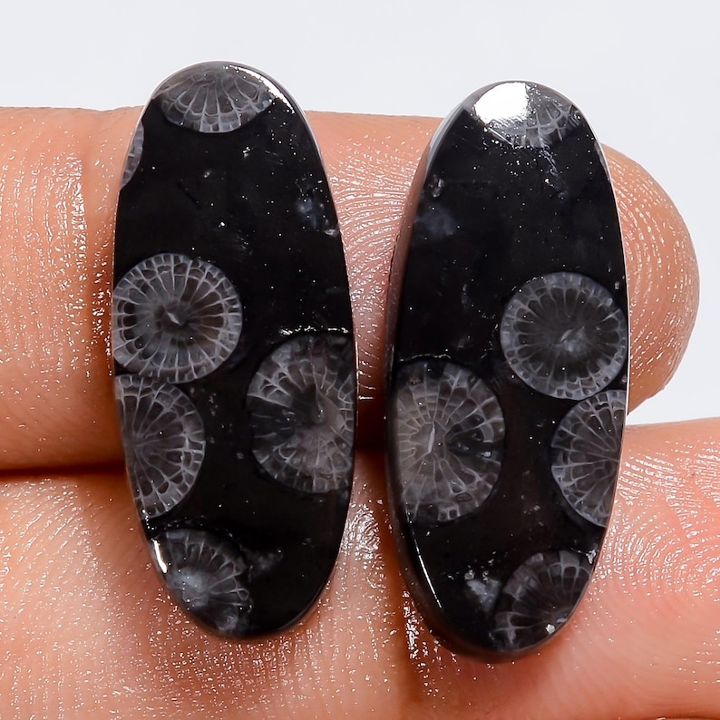 Puede incluir: Dos cabujones de forma ovalada de coral f&oacute;sil negro con patrones radiales circulares distintos en blanco y gris. Las piedras tienen una superficie lisa, pulida y reflectante, que muestra la estructura org&aacute;nica natural del coral fosilizado.