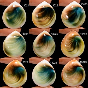 May include: Nine iridescent abalone shell cabochons with a teardrop shape. The shells have a variety of colors, including brown, green, blue, and white.