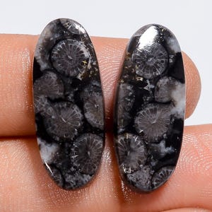 Puede incluir: Dos cabujones de forma ovalada de coral f&oacute;sil negro con distintos patrones circulares blancos en forma de flor en toda la superficie de la piedra oscura. Las piedras preciosas pulidas tienen un acabado liso y reflectante.