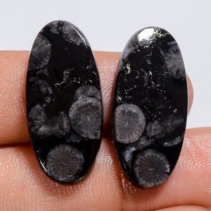 Puede incluir: Dos cabujones de coral f&oacute;sil negro de forma ovalada con intrincados patrones circulares de color gris claro, similares a flores, incrustados en la superficie de piedra oscura y pulida. Las piedras tienen un acabado liso y reflectante con texturas radiales naturales.