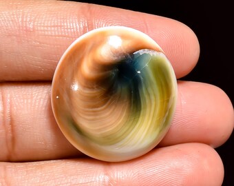 Natuurlijke Shiva-oogschelp edelsteen cabochon, levering sieraden