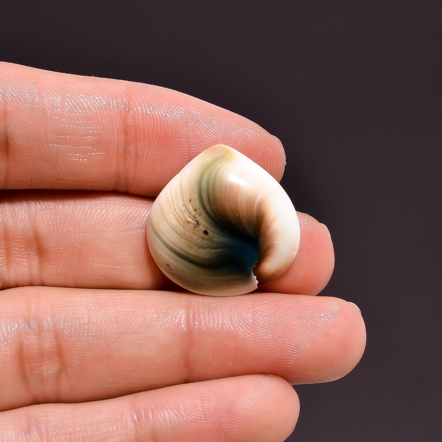 Shiva Eye Shell Gemstone Heart Shape Loose Shiva Eye Shell Etsy