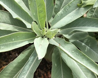 White Sage Seeds 75 seeds