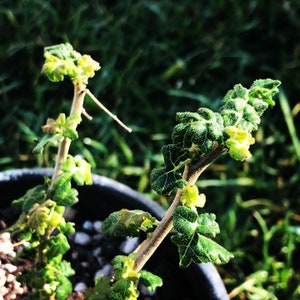 Boswellia Sacra Seeds { Frankincense seeds } picked summer 2023