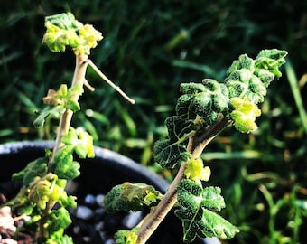 Graines de Boswellia sacra { graines d'encens } cueillies à l'été 2023