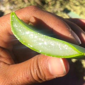 Aloe Vera Leaf - Organic Wild Harvested Synthetic free Pure Aloe Vera
