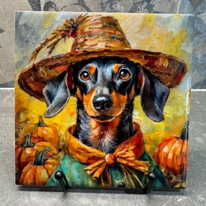 May include: A black and brown dachshund wearing a straw hat and a green and orange scarecrow costume. The dog is surrounded by pumpkins.