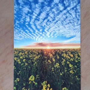 Field of Gold A6 Postcard image 1