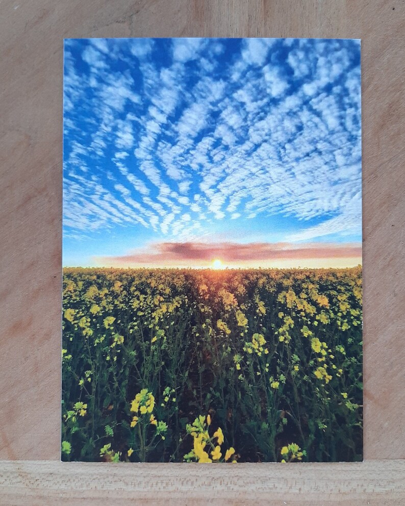 Field of Gold A6 Postcard image 1