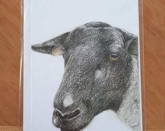 Suffolk Sheep Greetings Card (Blank)