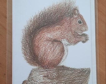 Red Squirrel Greetings Card (Blank)