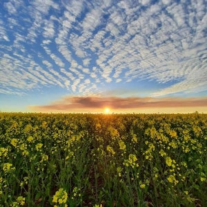 Field of Gold A6 Postcard image 2