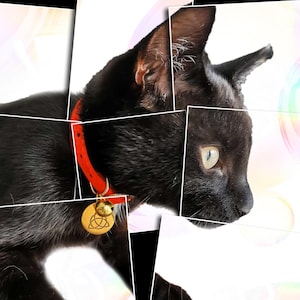 Etsy cat collars hotsell