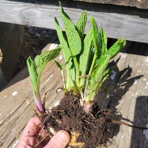 May include: A large, brown root with green leaves attached. The root is covered in dirt and has a few small, white roots visible. The leaves are green and have a slightly fuzzy texture.