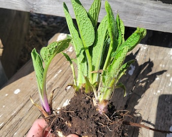 7 Large Russian Comfrey Plant Crowns Bocking 14 - Quickly Sprouts