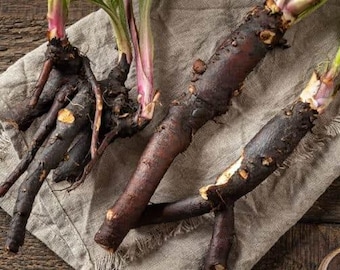 10 Russian Comfrey Root Cuttings- Bocking #14 Organic Root Stock