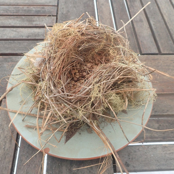 Real Birds Nest Etsy